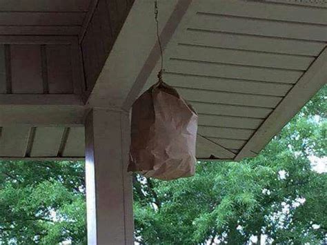 plastic bag fake hornet's nest carpenter bees|carpenter bee nesting traps.